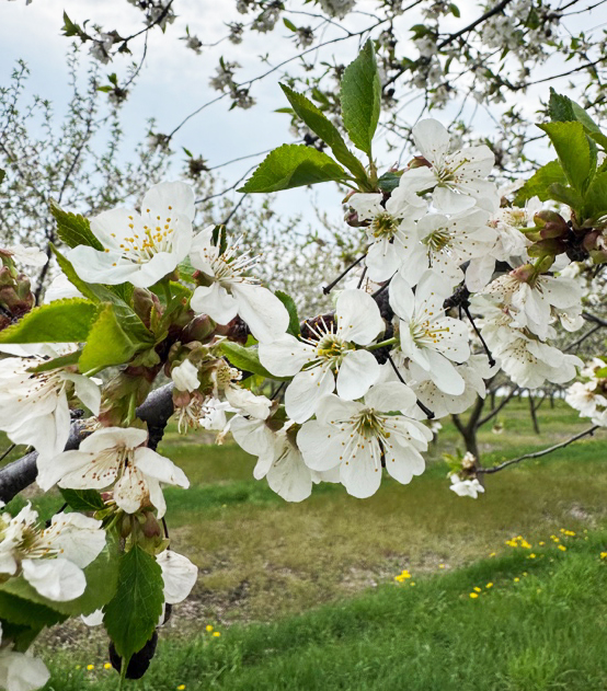 Close-up of white blossoms in full bloom on a sweet cherry tree branch with green leaves beginning to emerge.